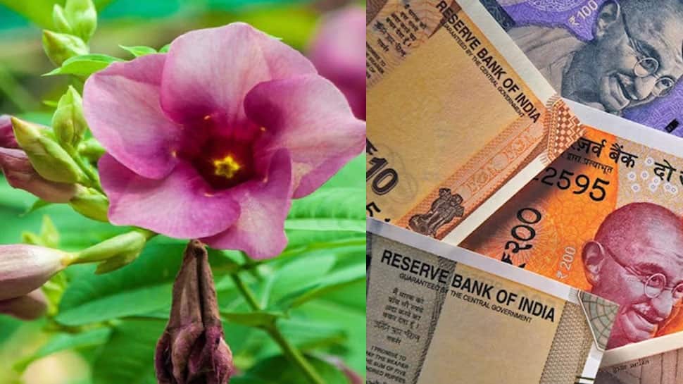 कृषि बिजनेस आइडिया: इस उच्च उपज वाले औषधीय पौधे में 10,000 रुपये का निवेश करके सिर्फ 1 बीघे जमीन से 50,000 रुपये कमाएं