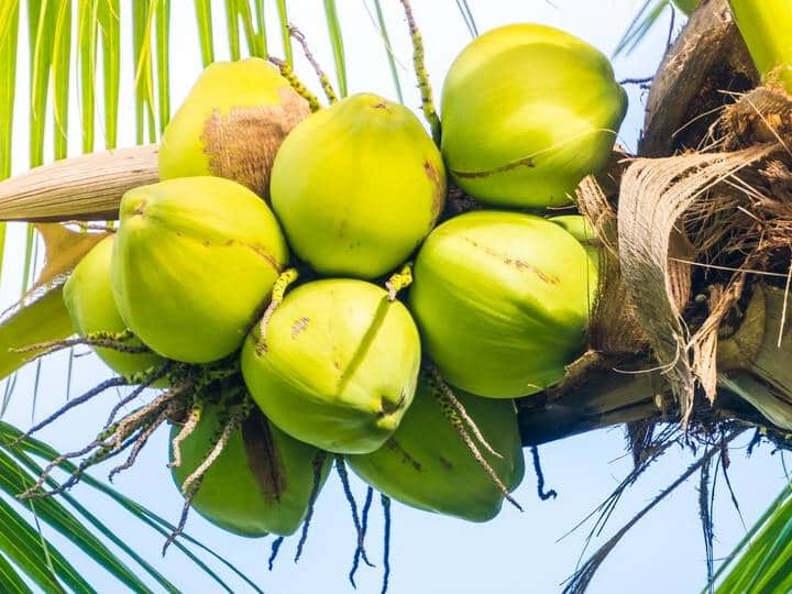 रोजाना नारियल पानी पीने से होते हैं ये फायदे, सप्ताह भर में असर देख चौंक जाएंगे