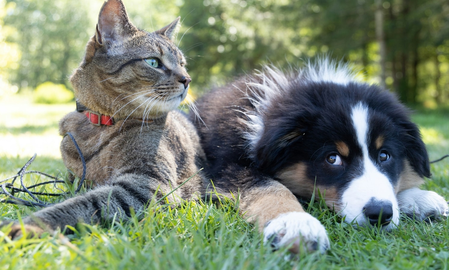 विश्व पशु चिकित्सा दिवस 2024: आपके पालतू कुत्तों और बिल्लियों में आम आंखों की समस्याओं को रोकने के लिए युक्तियाँ