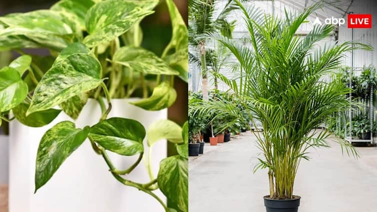 गर्मियों के मौसम में घर में लगाएं यह तीन पौधे, खूबसूरती के साथ वातावरण को भी रखेंगे सही