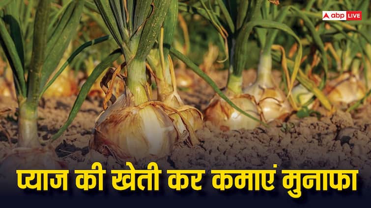 agriculture onion farming cultivation farmers earn lakhs every year know more Onion Farming: प्याज की खेती से हर साल लाखों की कमाई करते हैं किसान, ऐसे करनी होती है खेती