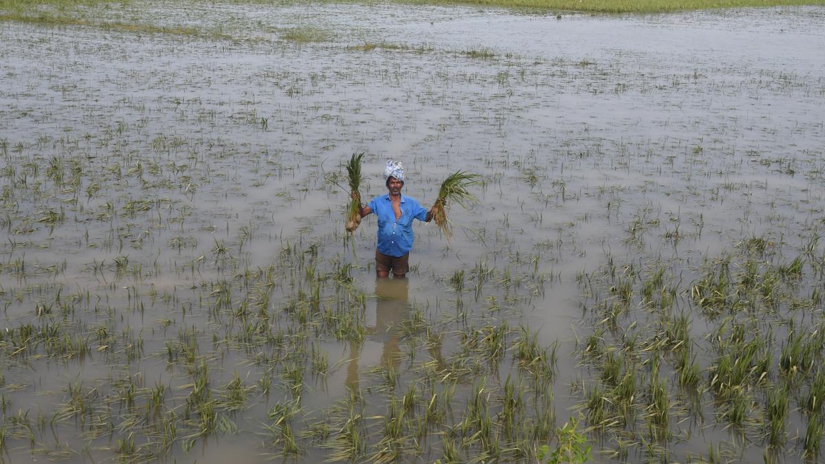 बारिश ने मचाई तबाही, राज्य में चावल की पैदावार राष्ट्रीय औसत से नीचे