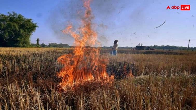 Parali benefits There are many disadvantages of burning stubble so we will tell you ways to earn money from stubble Stubble burning: बेहद काम की है पराली, अगर कर लिया ये काम तो देकर जाएगी तगड़ा मुनाफा