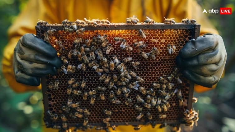 मधुमक्खी पालन से भी हो सकती है लाखों की कमाई, ऐसे शुरू कर सकते हैं बिजनेस