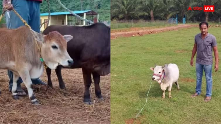 Smallest cow Punganur breed of cow is the smallest cow in the world Smallest Cow: ये है दुनिया की सबसे छोटी गाय, साइज पर ना जाना इसके दूध की होती है ये खासियत