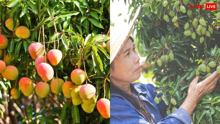 Take these measures to protect mango crop from insects Agriculture news Mango Farming: इस तकनीक से