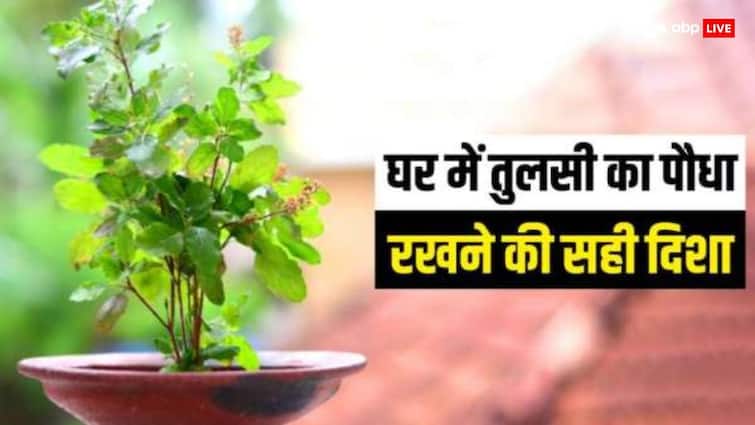 Vastu tips Tulsi right direction at home Basil plant puja benefit Niyam Tulsi: तुलसी का पौधा घर में किस दिशा में लगाना चाहिए, वास्तु के हिसाब से जानें सही डायरेक्शन