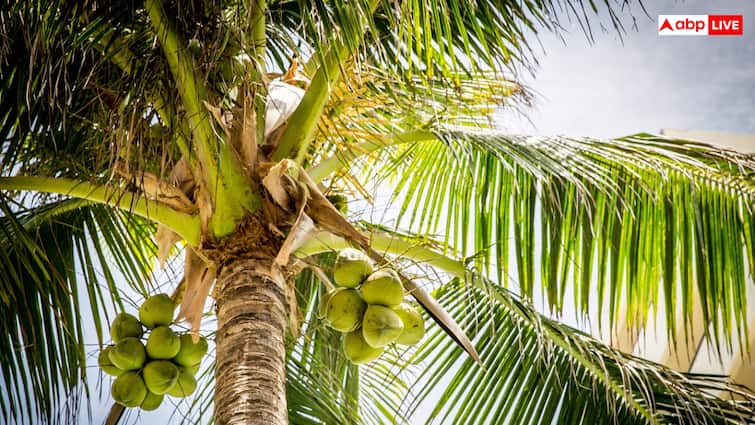 नारियल की खेती कर देगी किसानों मालामाल, ये राज्य सरकार दे रही बम्पर सब्सिडी