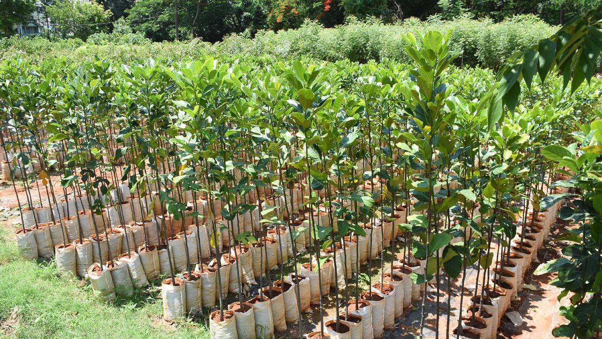 मैसूरु जिले में सार्वजनिक वितरण के लिए वन विभाग द्वारा 6.8 लाख से अधिक पौधे जुटाए गए