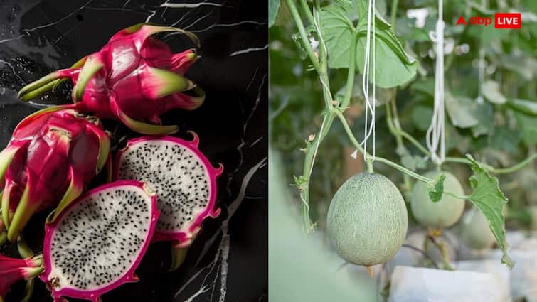 Farming dragon fruit kiwi and avocado will make you rich Agriculture tips ये विदेशी फल आपको कर देंगे मालामाल, आज ही खेत में लगा लें