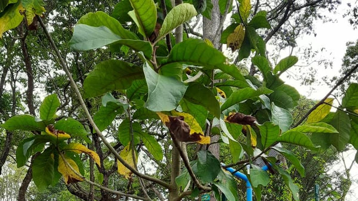 विशेषज्ञों ने तमिलनाडु में तत्काल संरक्षण उपायों के लिए आठ लुप्तप्राय वनस्पतियों की सूची बनाई