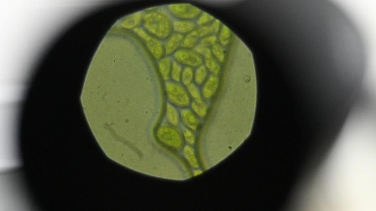 सीएसआईआर-आईआईसीटी के वैज्ञानिकों ने सूक्ष्म शैवाल को संभावित प्रोटीन पूरक के रूप में पहचाना