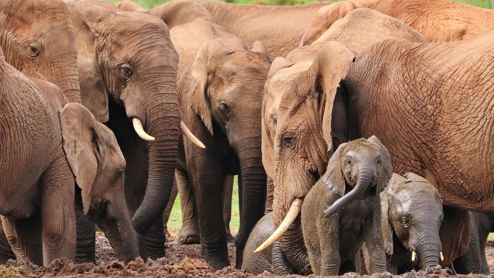 हाथी एक दूसरे से संवाद करने के लिए 'नामों' का उपयोग करते हैं: अध्ययन
