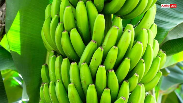 Banana Cultivation Makes Farmers Rich Bihar Government Gives 50 percent subsidy केले की खेती बनाएगी किसानों को अमीर, यह सरकार दे रही तगड़ी सब्सिडी